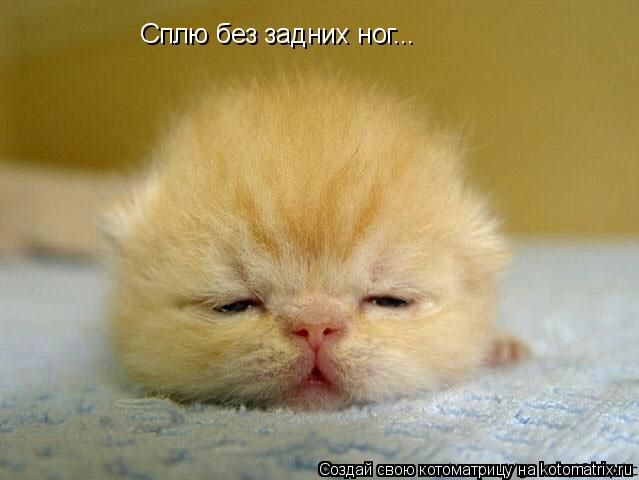 Сплю без задних ног...... Котоматрица: Сплю без задних ног...