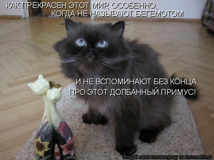 КАК ПРЕКРАСЕН ЭТОТ МИР, ОСОБЕННО, КОГДА НЕ НАЗЫВАЮТ БЕГЕМОТОМ И НЕ ВСПОМИНАЮТ БЕЗ КОНЦА ПРО ЭТОТ Д... Котоматрица: КАК ПРЕКРАСЕН ЭТОТ МИР, ОСОБЕННО, КОГДА НЕ НАЗЫВАЮТ БЕГЕМОТОМ И НЕ ВСПОМИНАЮТ БЕЗ КОНЦА ПРО ЭТОТ ДОЛБАННЫЙ ПРИМУС!