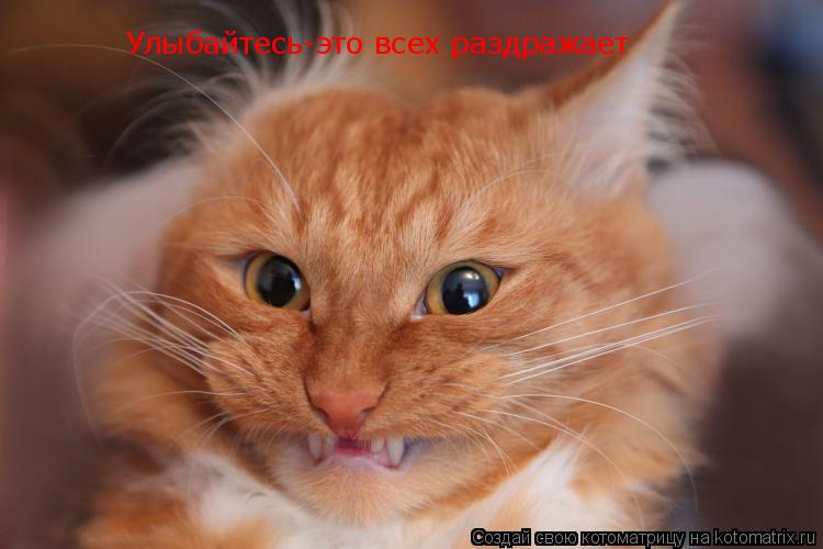 Улыбайтесь-это всех раздражает... Котоматрица: Улыбайтесь-это всех раздражает
