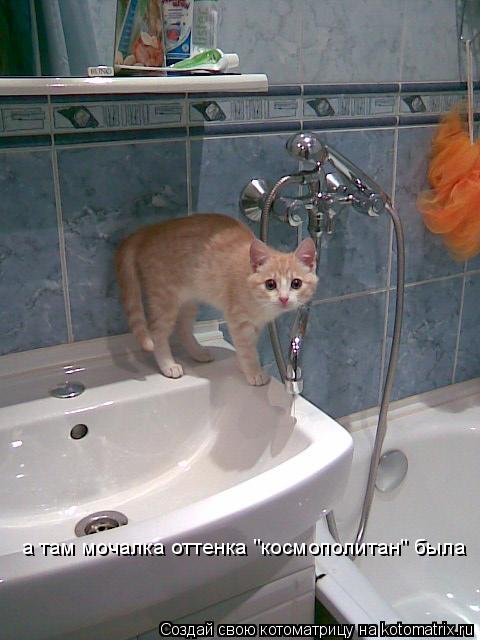 а там мочалка оттенка "космополитан" была... Котоматрица: а там мочалка оттенка "космополитан" была