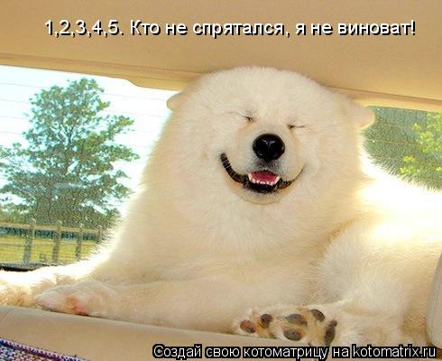 1,2,3,4,5. Кто не спрятался, я не виноват!... Котоматрица: 1,2,3,4,5. Кто не спрятался, я не виноват!
