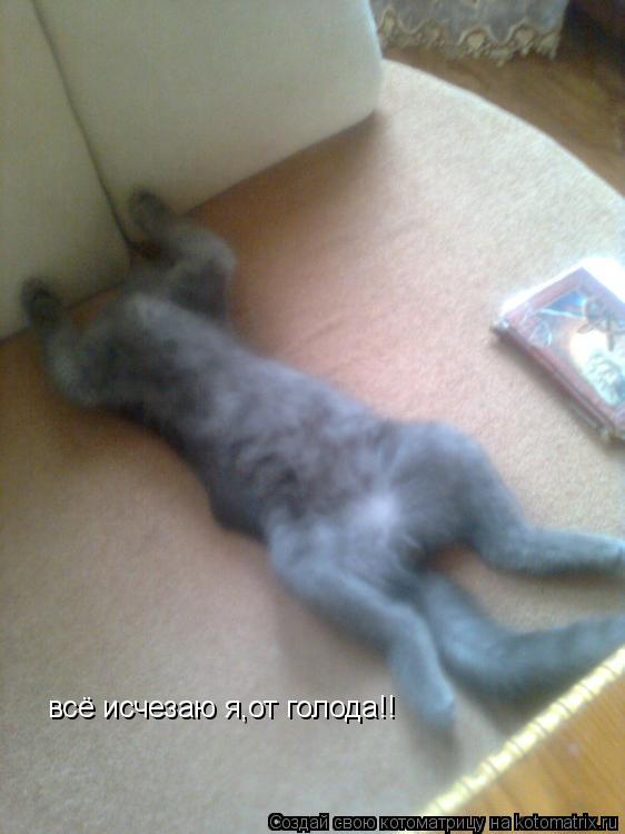 всё исчезаю я,от голода!!... Котоматрица: всё исчезаю я,от голода!!
