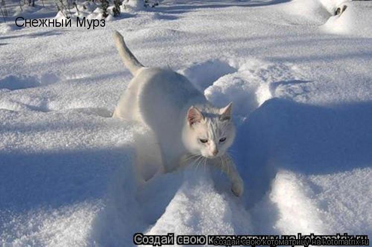Снежный Мурз... Котоматрица: Снежный Мурз