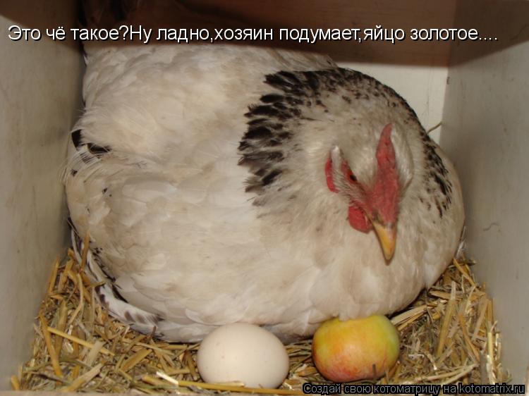 Это чё такое?Ну ладно,хозяин подумает,яйцо золотое....... Котоматрица: Это чё такое?Ну ладно,хозяин подумает,яйцо золотое....