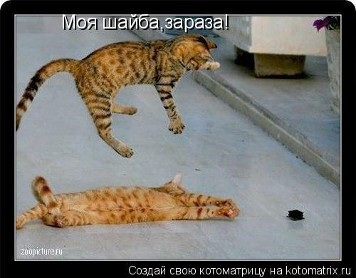 Моя шайба,зараза!... Котоматрица: Моя шайба,зараза!
