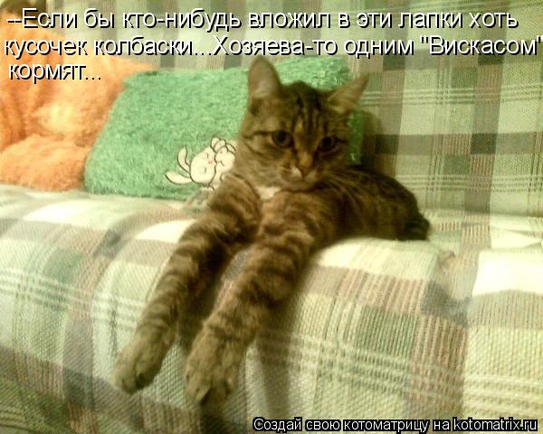 --Если бы кто-нибудь вложил в эти лапки хоть кусочек колбаски...Хозяева-то одним "Вискасом" кормят...... Котоматрица: --Если бы кто-нибудь вложил в эти лапки хоть кусочек колбаски...Хозяева-то одним "Вискасом" кормят...