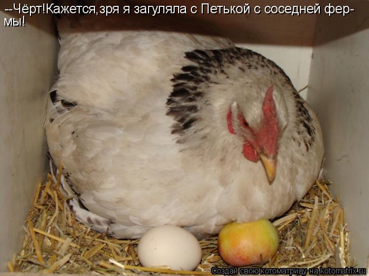 --Чёрт!Кажется,зря я загуляла с Петькой с соседней фер- мы!... Котоматрица: --Чёрт!Кажется,зря я загуляла с Петькой с соседней фер- мы!