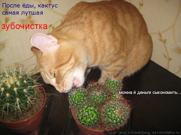 После ёды, кактус cамая лутшая зубочистка можна й деньги сыкономить... .... Котоматрица: После ёды, кактус cамая лутшая зубочистка можна й деньги сыкономить... .