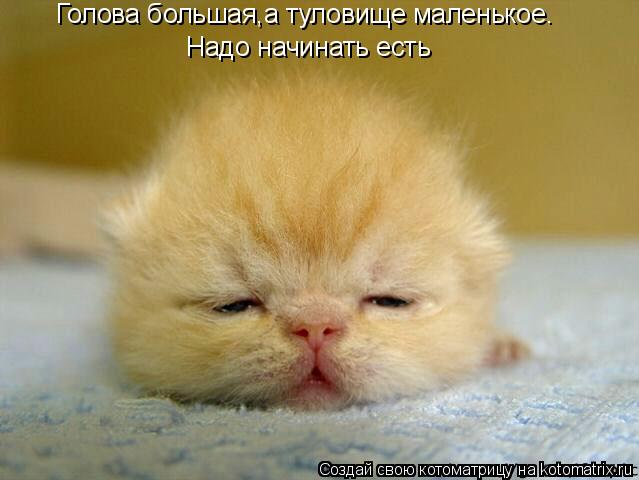 Голова большая,а туловище маленькое. Надо начинать есть... Котоматрица: Голова большая,а туловище маленькое. Надо начинать есть