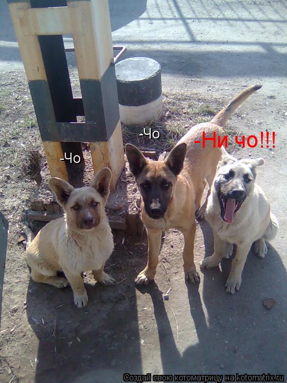 -Чо -Чо -Ни чо!!!... Котоматрица: -Чо -Чо -Ни чо!!!