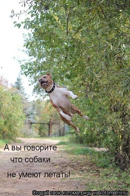 А вы говорите не умеют летать! что собаки... Котоматрица: А вы говорите не умеют летать! что собаки