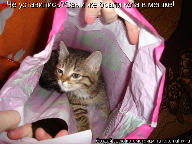 --Чё уставились?Сами же брали кота в мешке!... Котоматрица: --Чё уставились?Сами же брали кота в мешке!