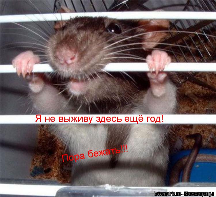 Я не выживу здесь ещё год! Пора бежать!!!... Котоматрица: Я не выживу здесь ещё год! Пора бежать!!!