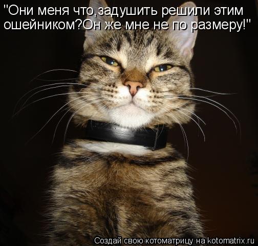 "Они меня что,задушить решили этим ошейником?Он же мне не по размеру!"... Котоматрица: "Они меня что,задушить решили этим ошейником?Он же мне не по размеру!"