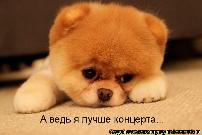 А ведь я лучше концерта...... Котоматрица: А ведь я лучше концерта...