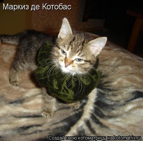 Маркиз де Котобас... Котоматрица: Маркиз де Котобас