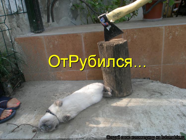 ОтРубился...... Котоматрица: ОтРубился...