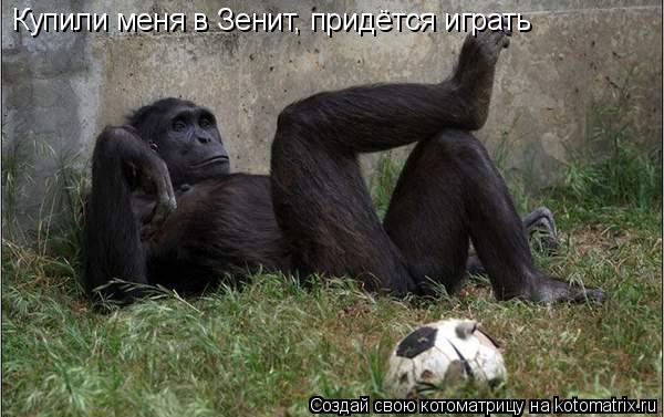 Купили меня в Зенит, придётся играть... Котоматрица: Купили меня в Зенит, придётся играть