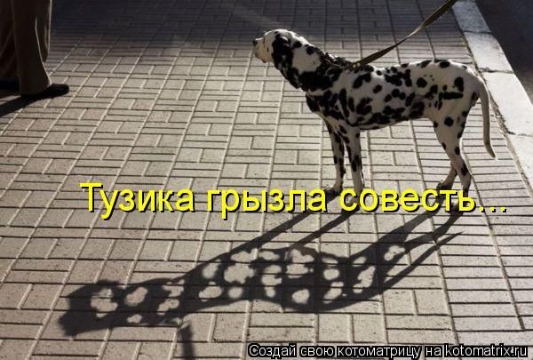 Тузика грызла совесть...... Котоматрица: Тузика грызла совесть...