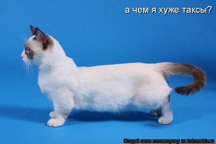 а чем я хуже таксы?... Котоматрица: а чем я хуже таксы?