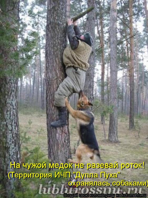 (Территория ИЧП "Дупла Пуха" охранялась собаками) На чужой медок не разевай роток!... Котоматрица: (Территория ИЧП "Дупла Пуха" охранялась собаками) На чужой медок не разевай роток!