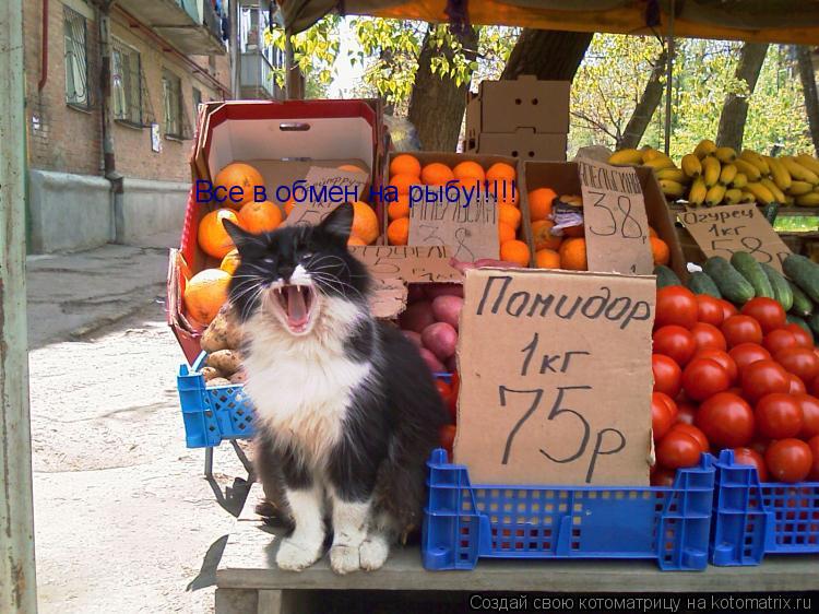 Все в обмен на рыбу!!!!!... Котоматрица: Все в обмен на рыбу!!!!!