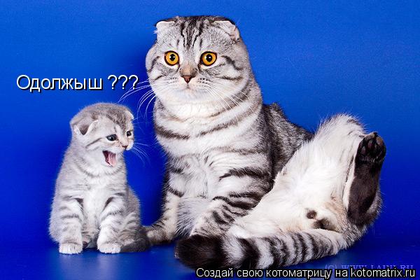 Одолжыш ???... Котоматрица: Одолжыш ???