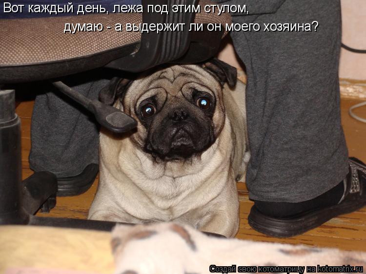 Вот каждый день, лежа под этим стулом, думаю - а выдержит ли он моего хозяина?... Котоматрица: Вот каждый день, лежа под этим стулом, думаю - а выдержит ли он моего хозяина?