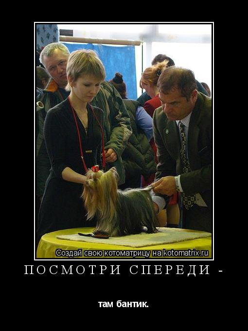 Посмотри спереди - там бантик.... Котоматрица: Посмотри спереди - там бантик.