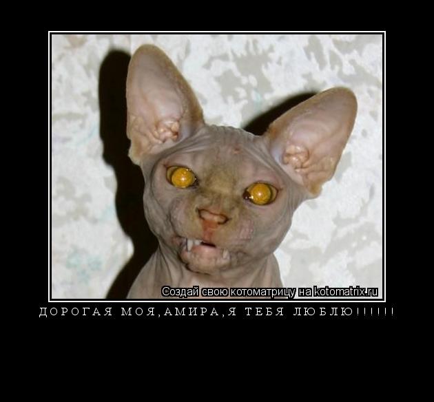 Дорогая моя,Амира,я тебя люблю!!!!!! ... Котоматрица: Дорогая моя,Амира,я тебя люблю!!!!!!