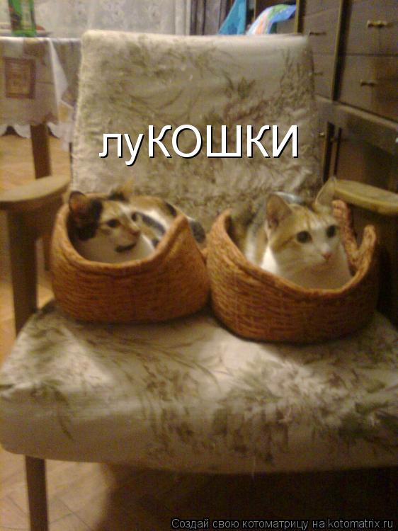 луКОШКИ... Котоматрица: луКОШКИ
