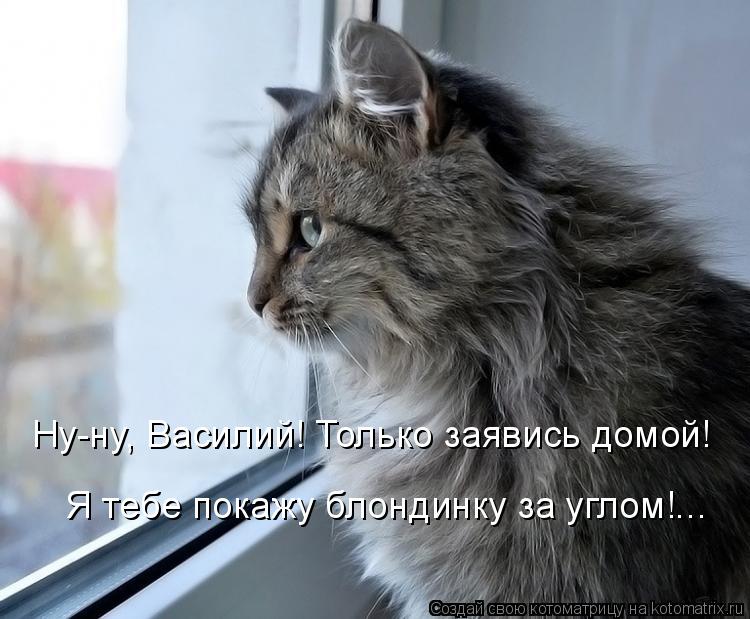 Ну-ну, Василий! Только заявись домой! Я тебе покажу блондинку за углом!...... Котоматрица: Ну-ну, Василий! Только заявись домой! Я тебе покажу блондинку за углом!...