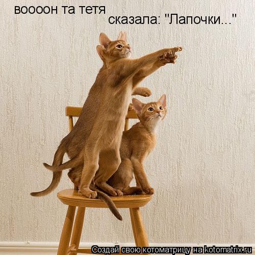 воооон та тетя сказала: "Лапочки..."... Котоматрица: воооон та тетя сказала: "Лапочки..."