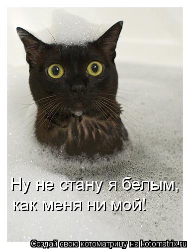 Ну не стану я белым, как меня ни мой!... Котоматрица: Ну не стану я белым, как меня ни мой!