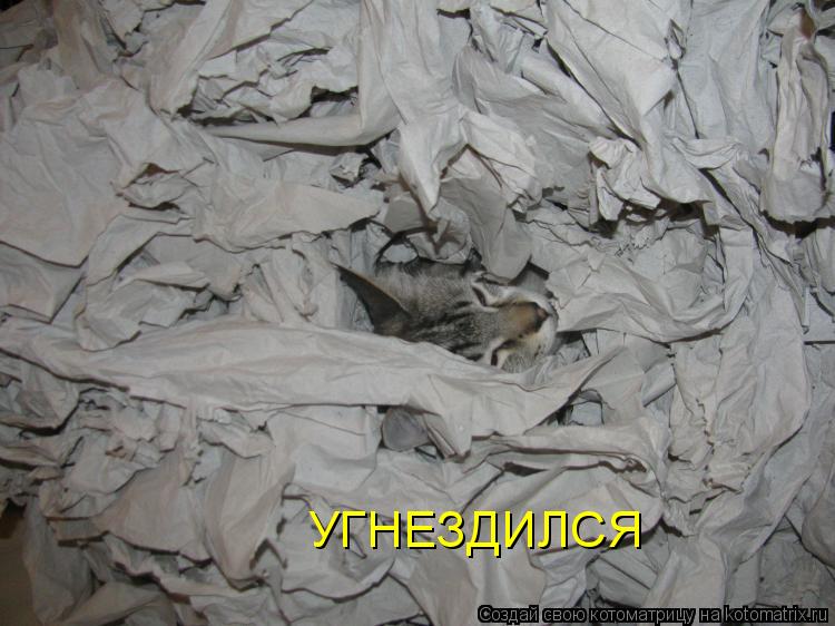УГНЕЗДИЛСЯ... Котоматрица: УГНЕЗДИЛСЯ