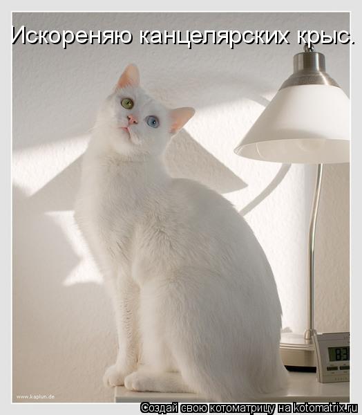 Искореняю канцелярских крыс.... Котоматрица: Искореняю канцелярских крыс.