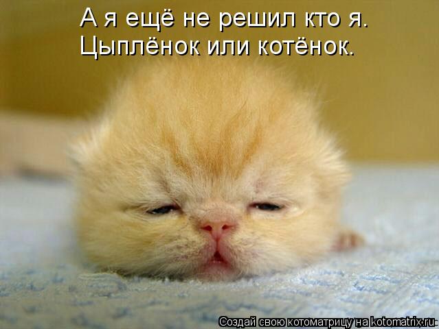 А я ещё не решил кто я. Цыплёнок или котёнок.... Котоматрица: А я ещё не решил кто я. Цыплёнок или котёнок.
