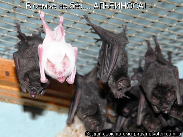 В семье не без.... АЛЬБИНОСА!... Котоматрица: В семье не без.... АЛЬБИНОСА!