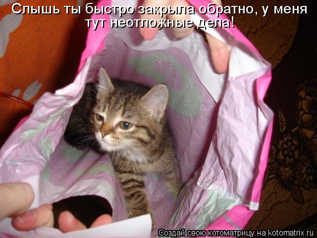 Слышь ты быстро закрыла обратно, у меня тут неотложные дела!... Котоматрица: Слышь ты быстро закрыла обратно, у меня тут неотложные дела!