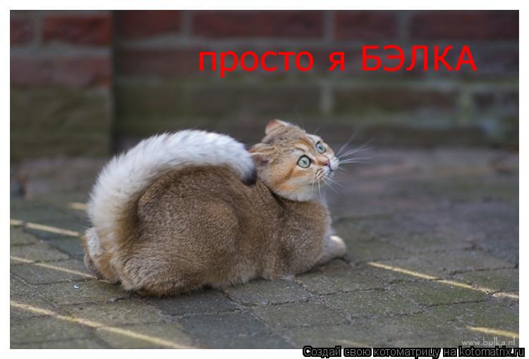 просто я БЭЛКА... Котоматрица: просто я БЭЛКА