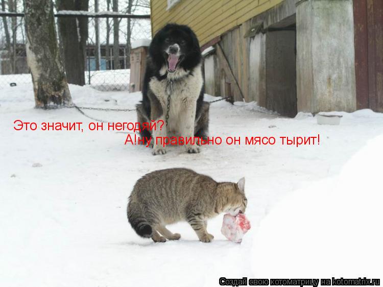 Это значит, он негодяй? А!ну правильно он мясо тырит!... Котоматрица: Это значит, он негодяй? А!ну правильно он мясо тырит!