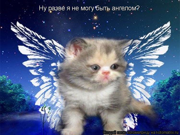 Ну разве я не могу быть ангелом?... Котоматрица: Ну разве я не могу быть ангелом?