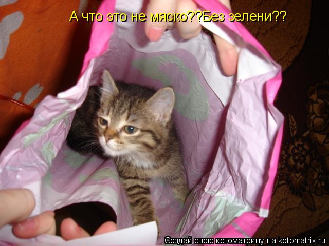 А что это не мяско??Без зелени??... Котоматрица: А что это не мяско??Без зелени??