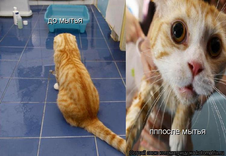 до мытья пппосле мытья... Котоматрица: до мытья пппосле мытья