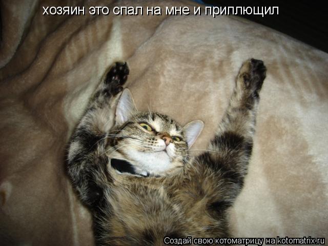 хозяин это спал на мне и приплющил... Котоматрица: хозяин это спал на мне и приплющил