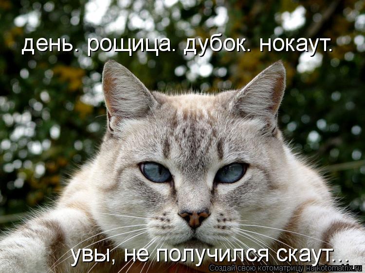 Котоматрица: день. рощица. дубок. нокаут. увы, не получился скаут...