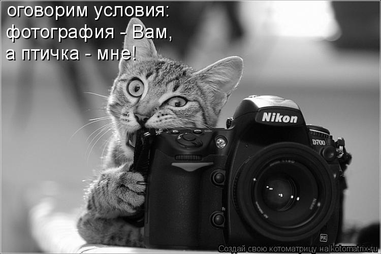 оговорим условия: фотография - Вам, а птичка - мне!... Котоматрица: оговорим условия: фотография - Вам, а птичка - мне!
