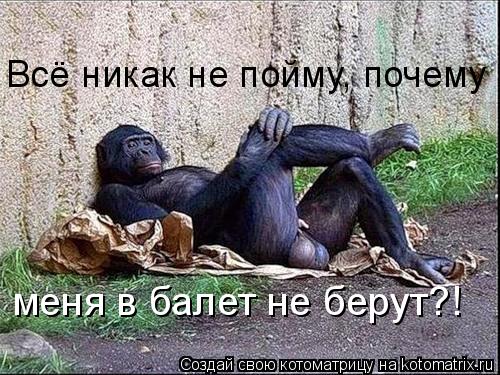 Всё никак не пойму, почему меня в балет не берут?!... Котоматрица: Всё никак не пойму, почему меня в балет не берут?!