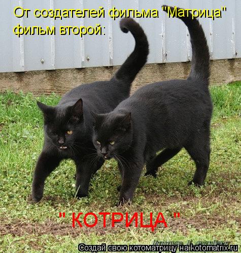 От создателей фильма "Матрица" фильм второй: " КОТРИЦА "... Котоматрица: От создателей фильма "Матрица" фильм второй: " КОТРИЦА "