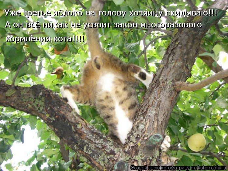Уже третье яблоко на голову хозяину скидываю!!! А он всё никак не усвоит закон многоразового кормлени... Котоматрица: Уже третье яблоко на голову хозяину скидываю!!! А он всё никак не усвоит закон многоразового кормления кота!!!!